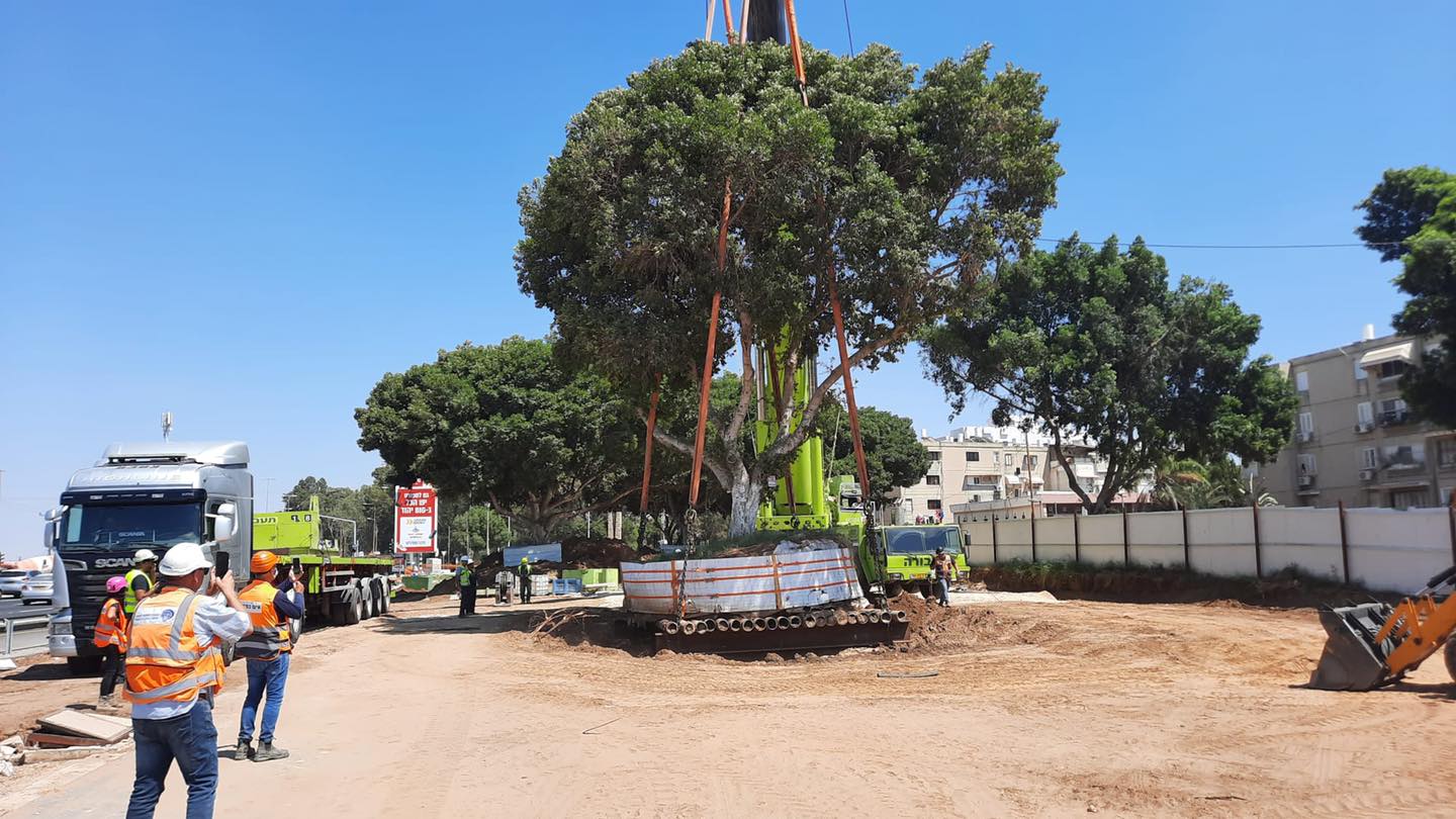 מעבירים את העצים מפארק קנדה לרחבי העיר 