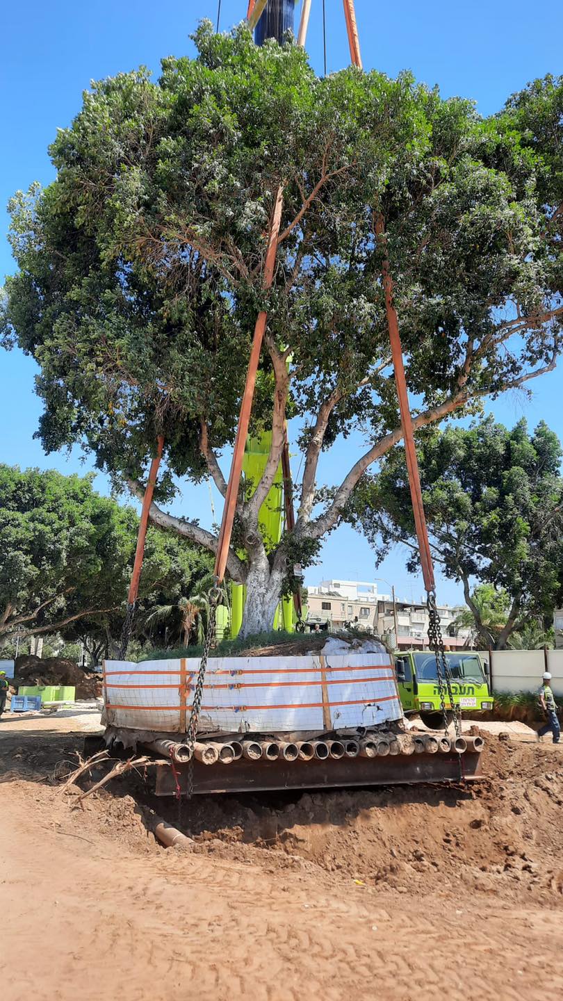 שומרים על העצים של אור יהודה 