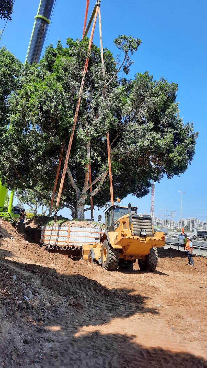 מעבירים את העצים מפארק קנדה לרחבי העיר 