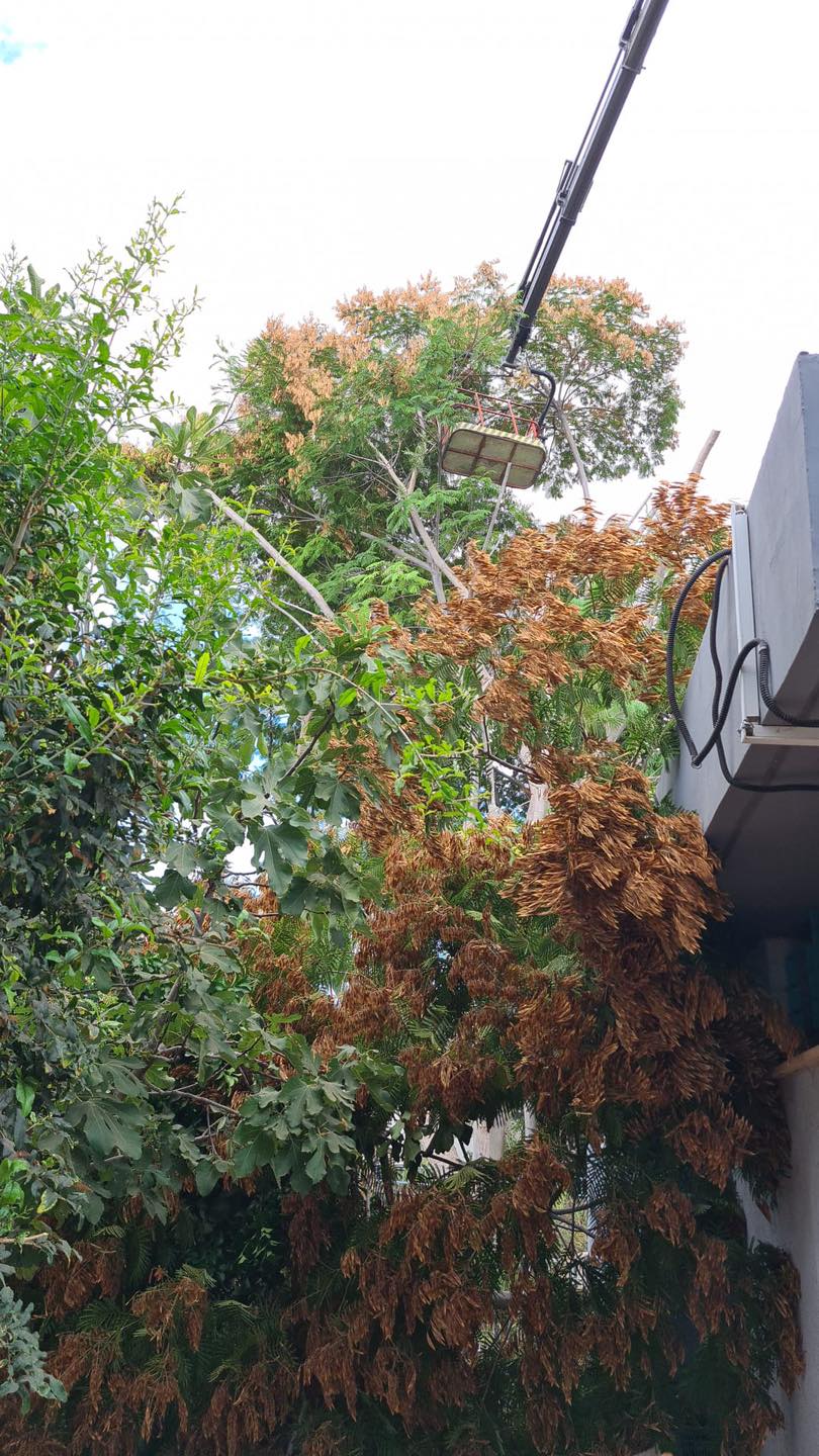 גיזומי עצים 