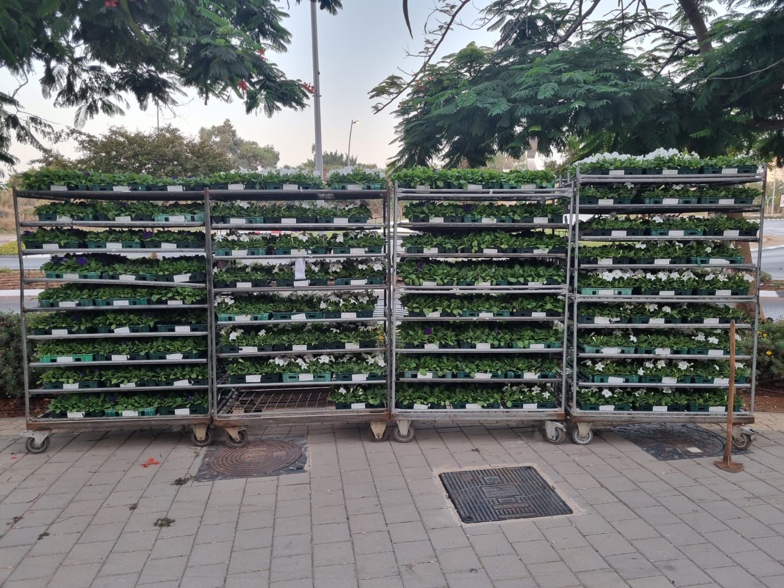 כ-80 אלף שתילים נשתלים ברחבי העיר