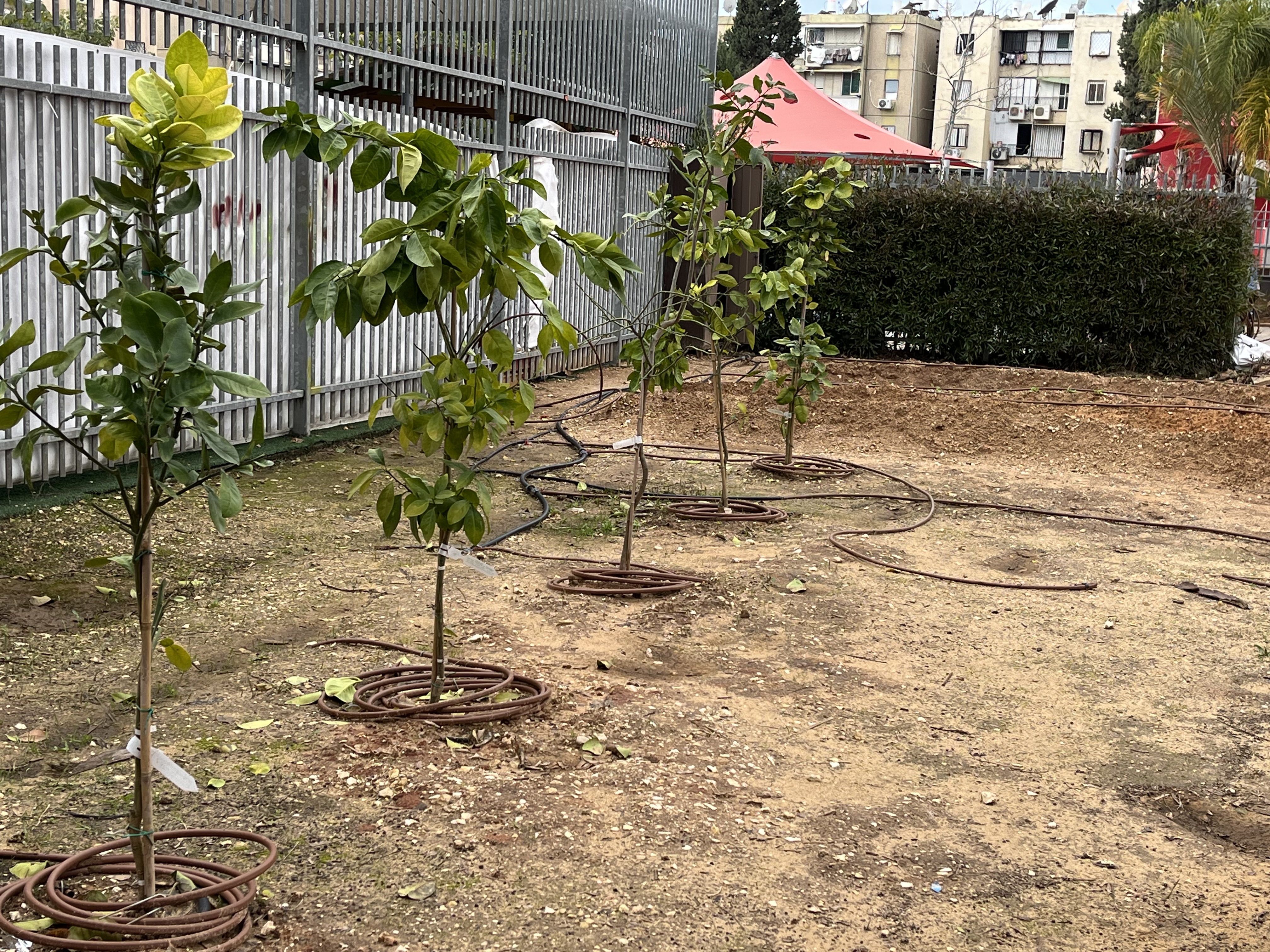 אחת הגינות הבית ספריות המיוחדות במינן הוקמה בבית ספר אורות ונבנתה כבוסתן תנכ"י. הקמת הגינה היא חלק מתוכנית לימודית ייעודית שנכתבה במיוחד עבור תלמידות כיתות א'-ו' והיא כוללת פעילויות ייחודית המחזקת את הקשר בין האדם לאדמה, לטבע ולמקורות.